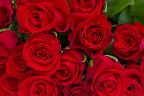 Blumenstrauß aus roten Rosenknospen