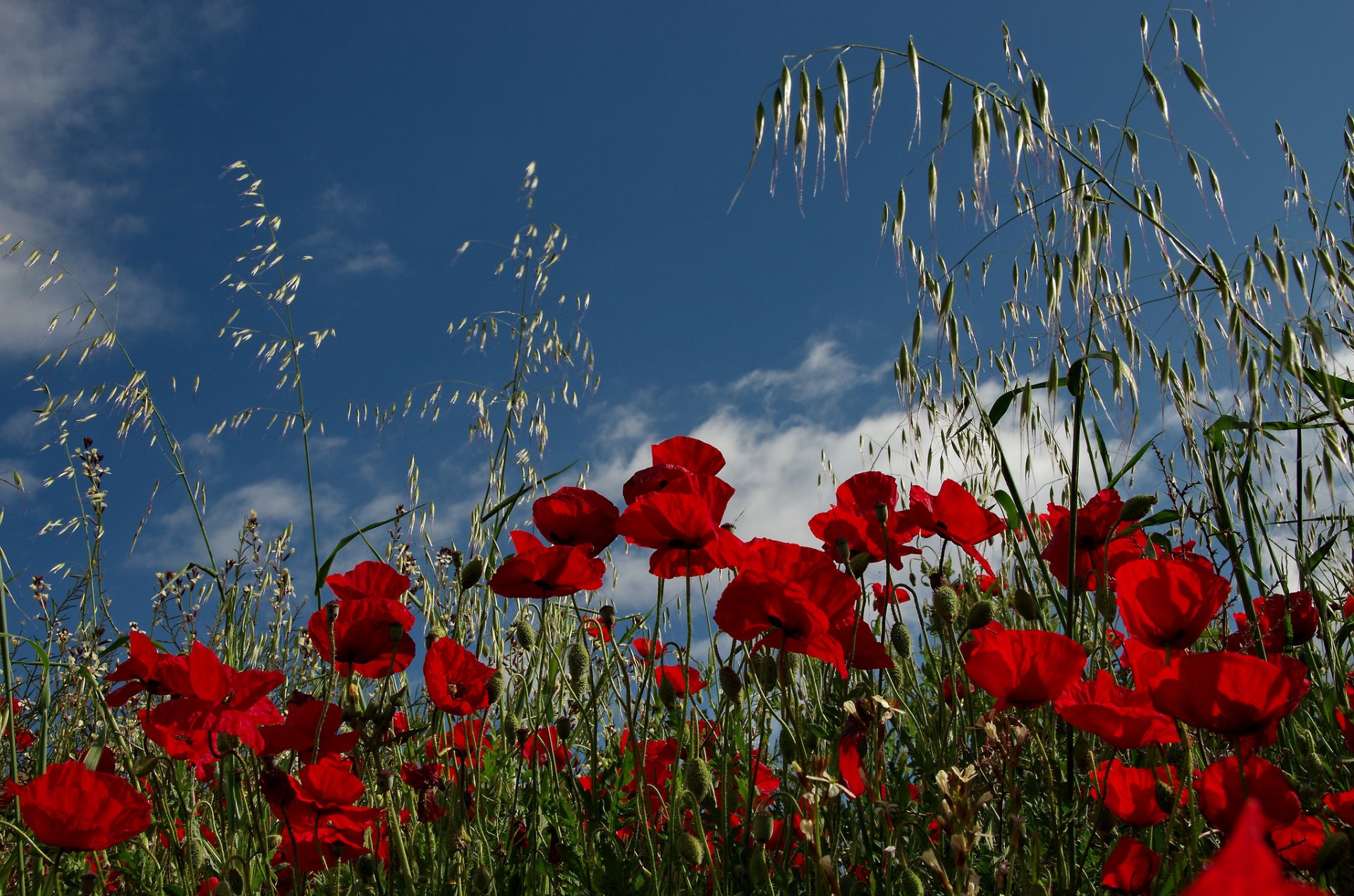 mohnblumen feld wiese