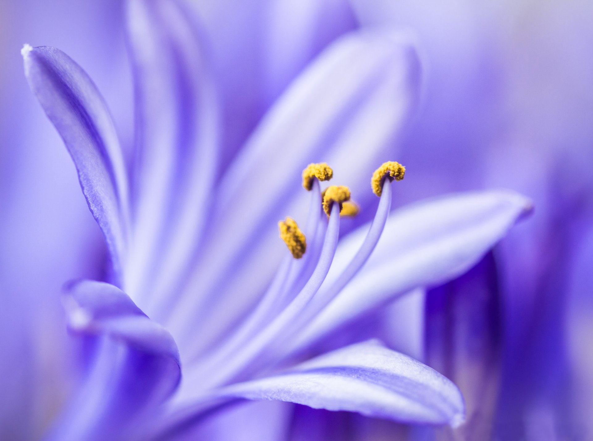 agapandus flieder blume blütenblätter makro
