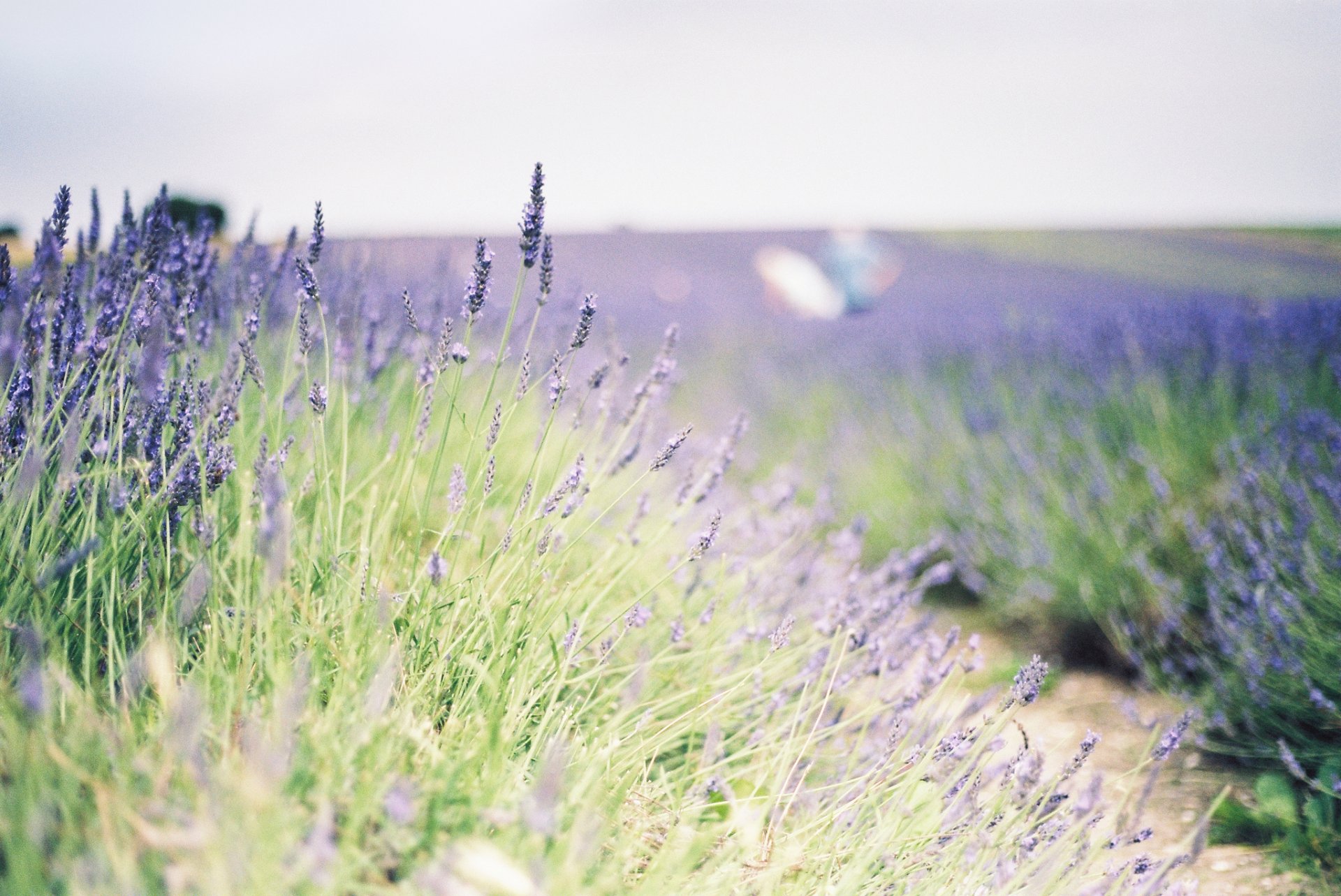 blumen blumen lavendel feld pflanze grün hintergrund tapete widescreen vollbild widescreen widescreen