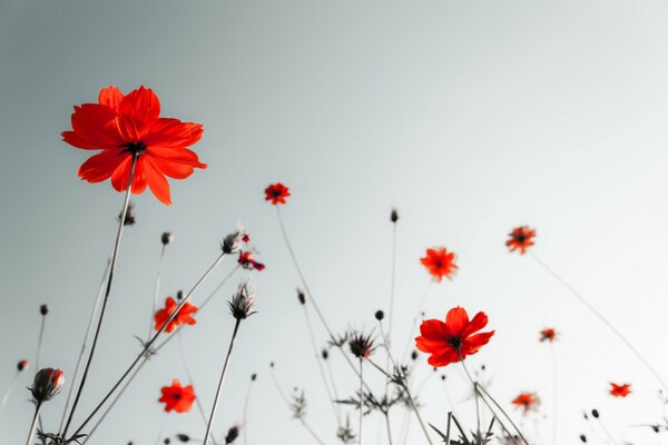 Rote Blumen auf grauem Hintergrund
