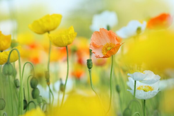 Natürlicher Hintergrund gelbe Mohnblumen