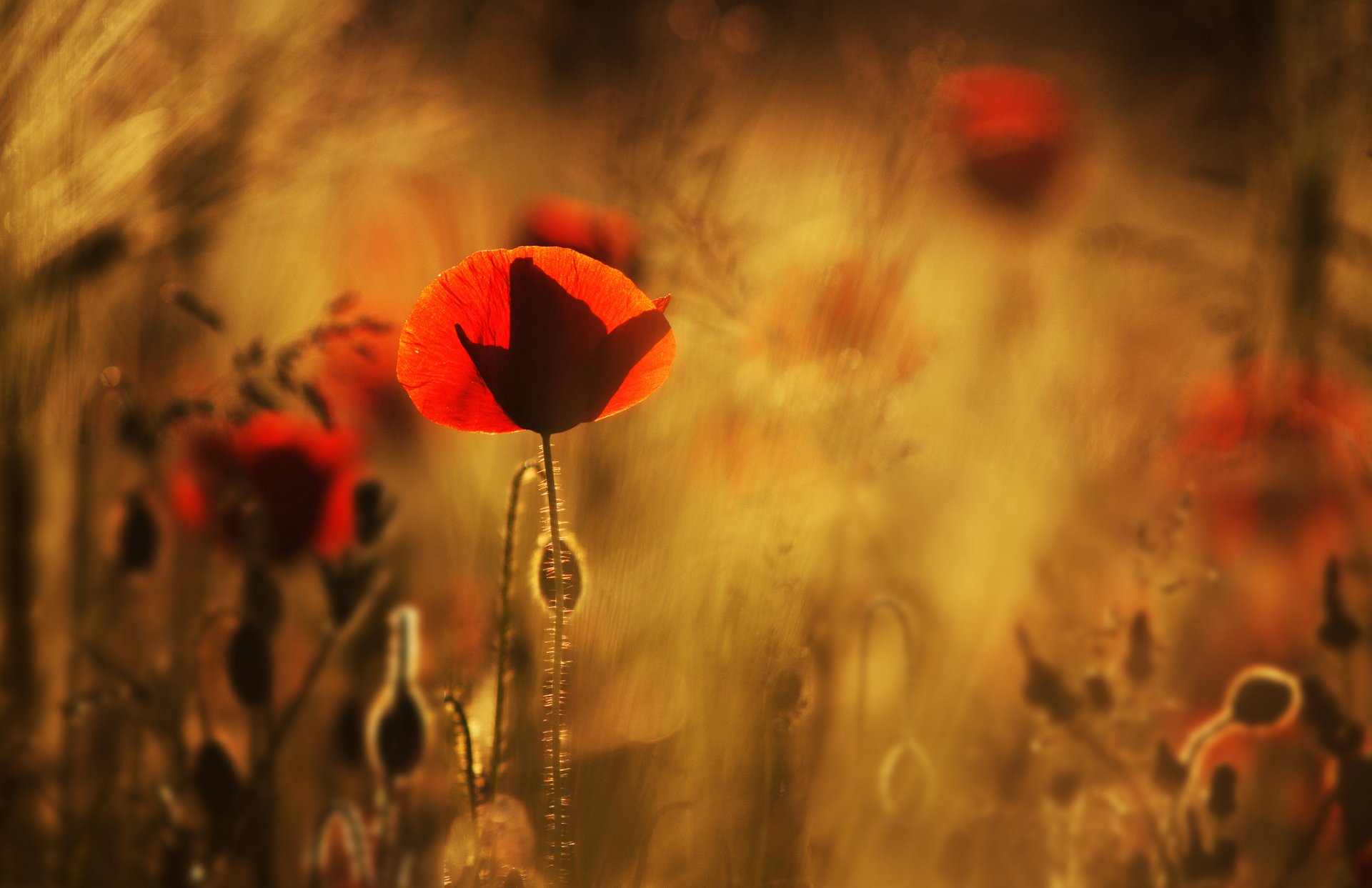 mohnblumen rot blumen feld makro unschärfe