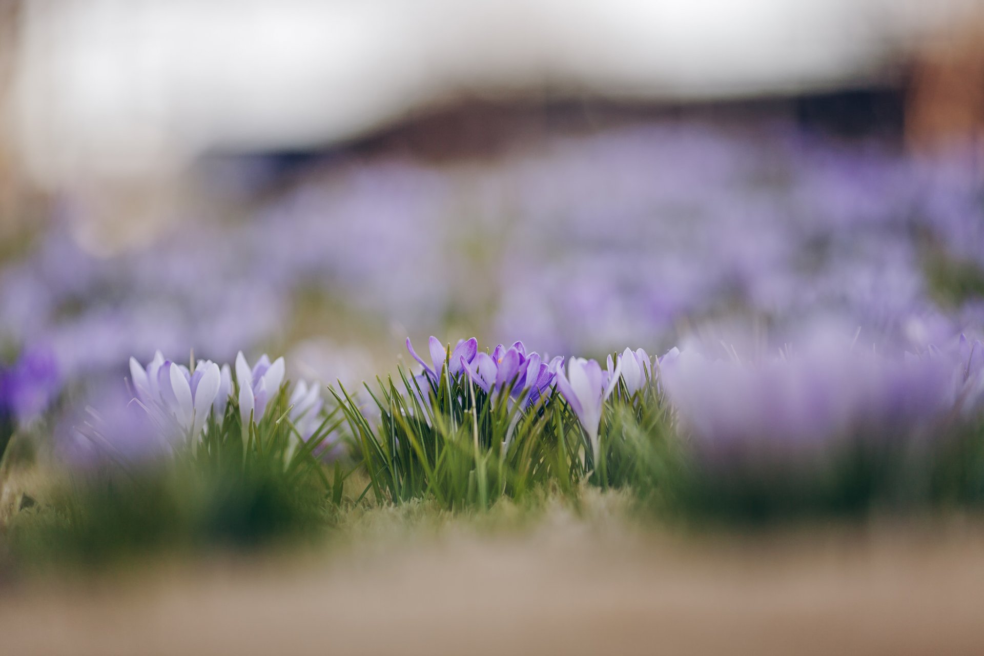 krokusse weiß flieder blütenblätter blumen frühling makro fokus unschärfe