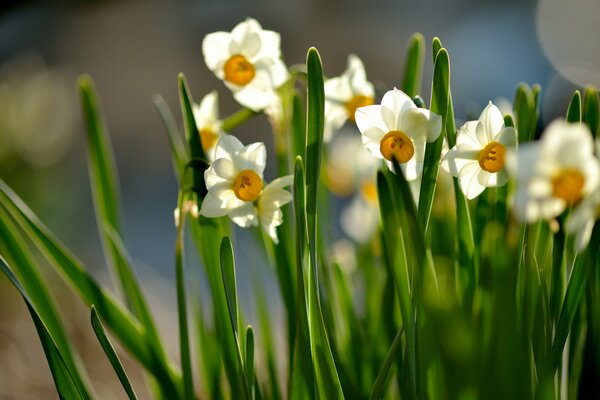 Narzissen wärmen sich im Frühling in der Sonne