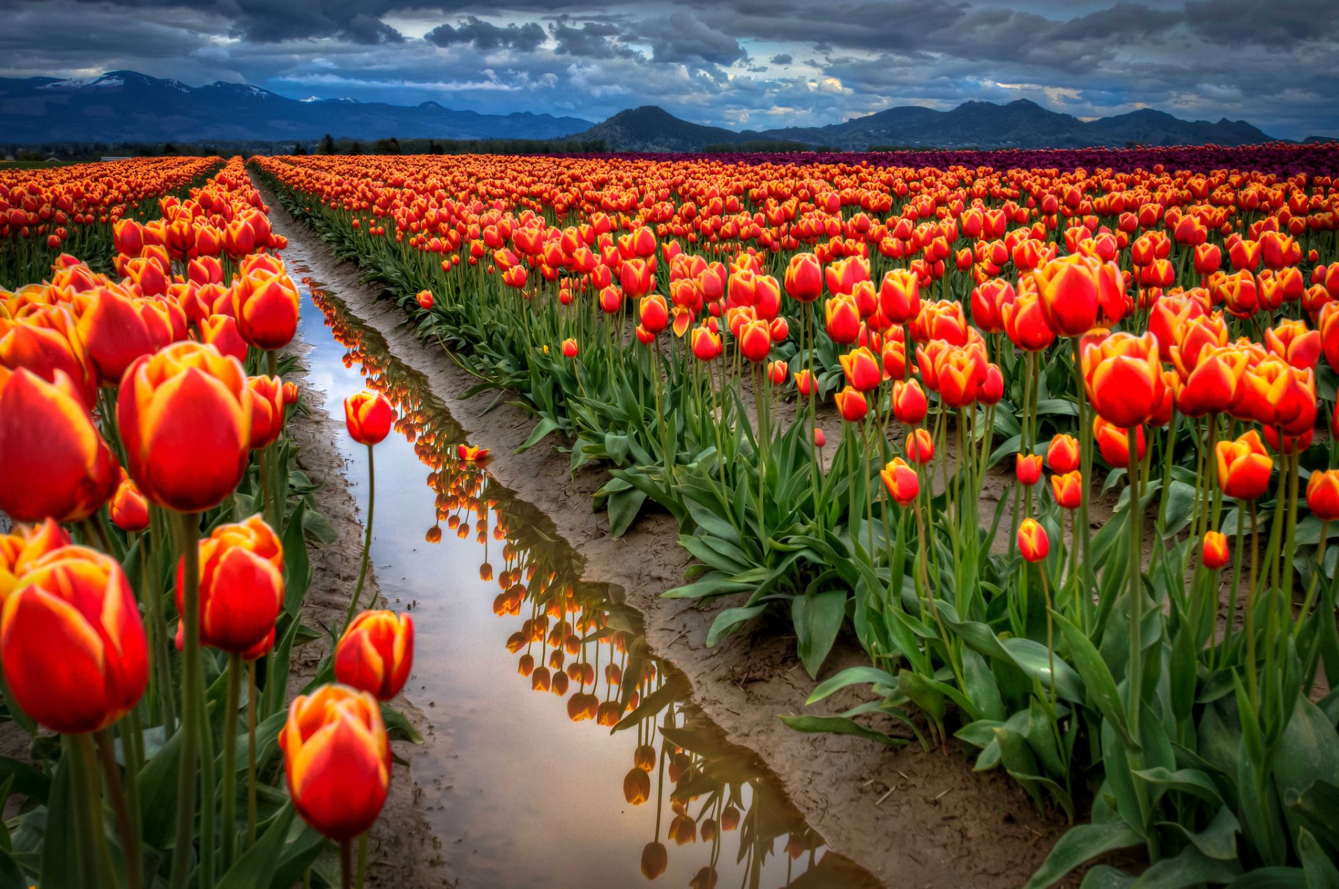 himmel wolken berge feld tulpen wasser graben reflexion frühling