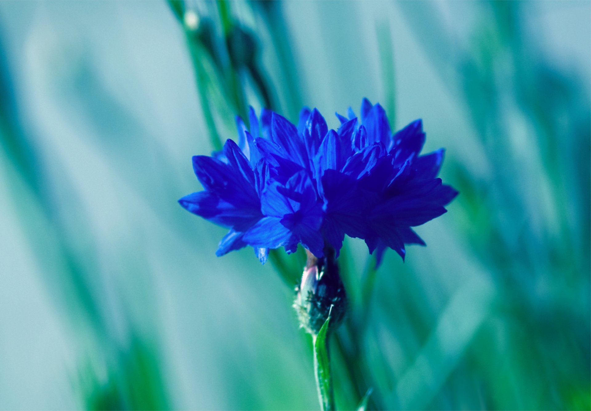 haaransatz blau blume makro unschärfe