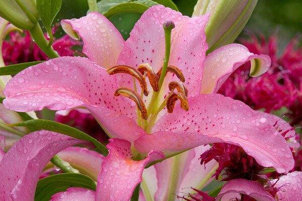 Zarte rosa Lilie mit Tautropfen