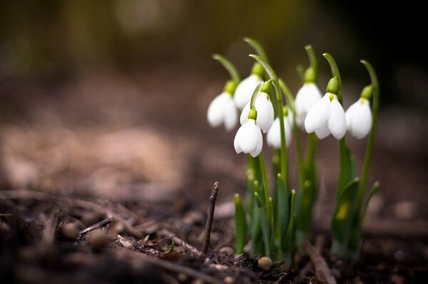 Frühe Frühlingsfotos von Schneeglöckchen