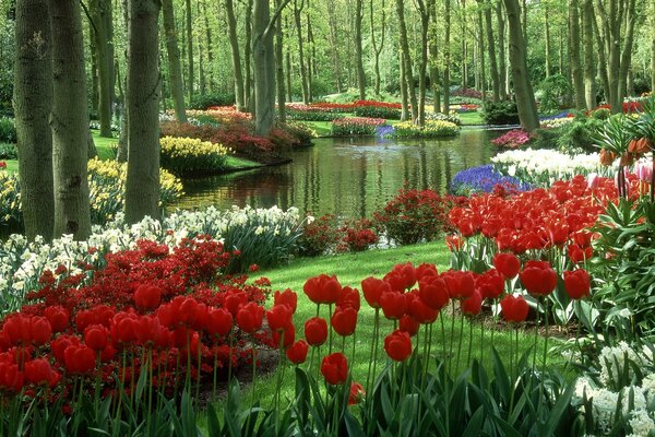 Ein Garten mit Tulpen in den Niederlanden