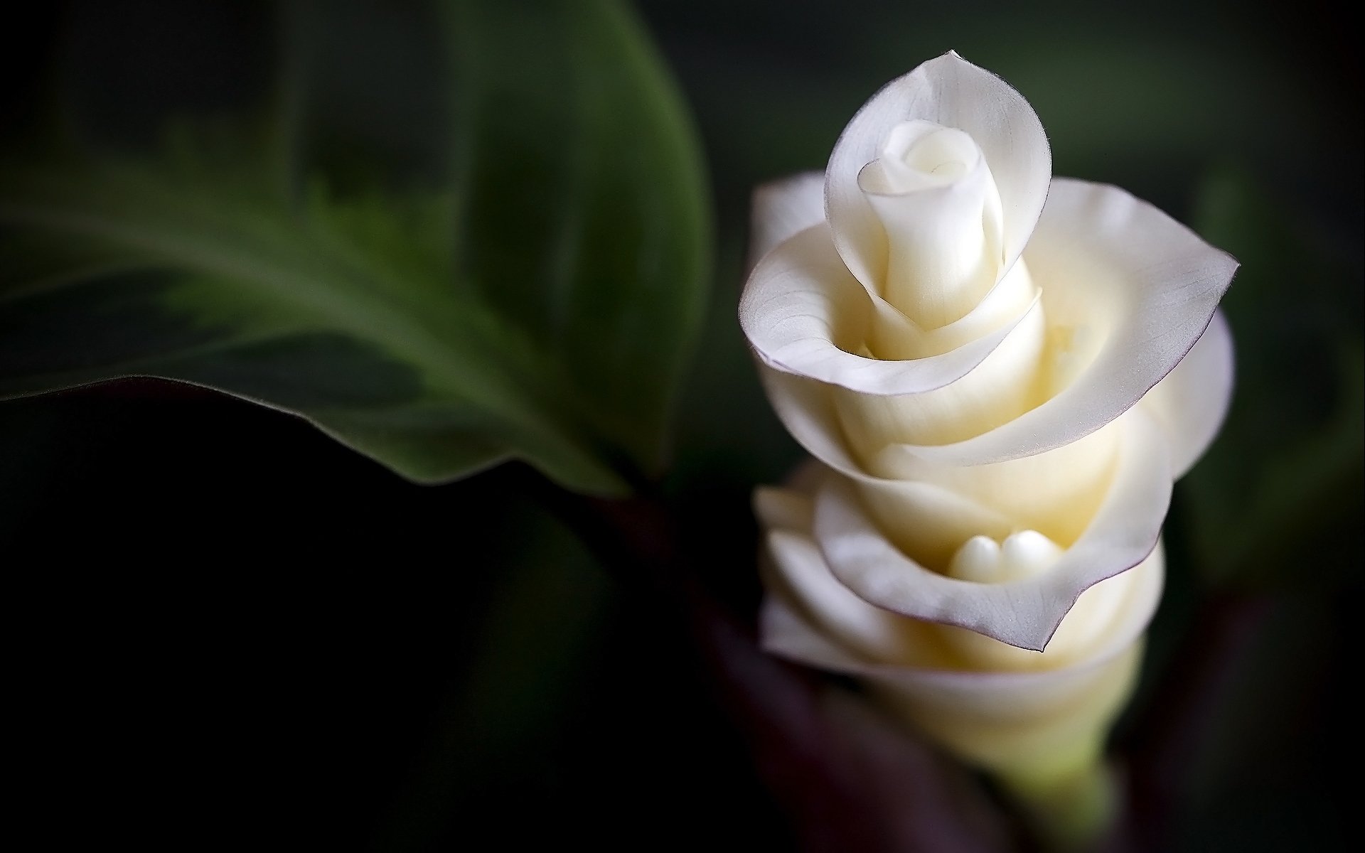 blumen zärtlichkeit makro blütenblätter
