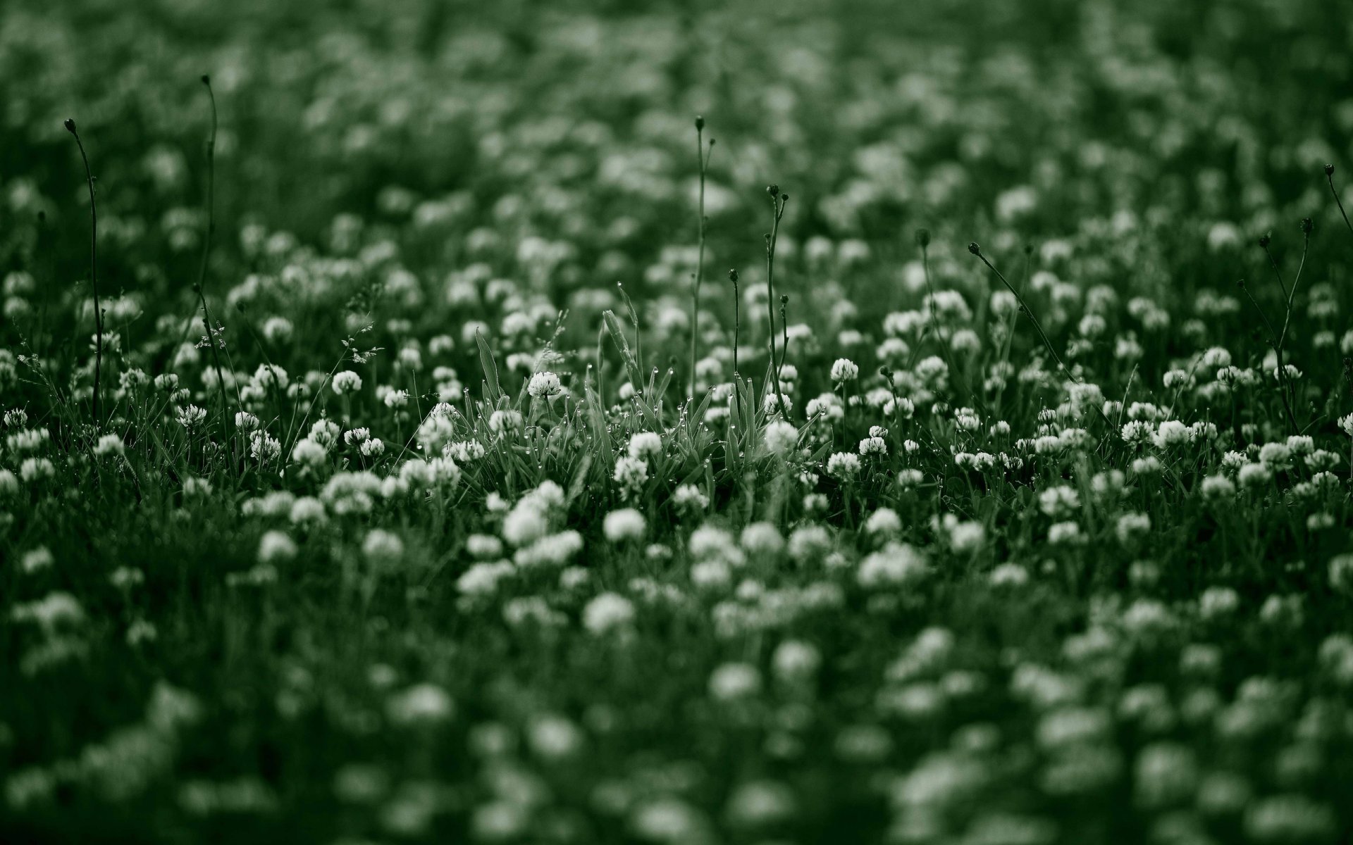 wildblumen blumen blume natur gras morgen tau grüns frische