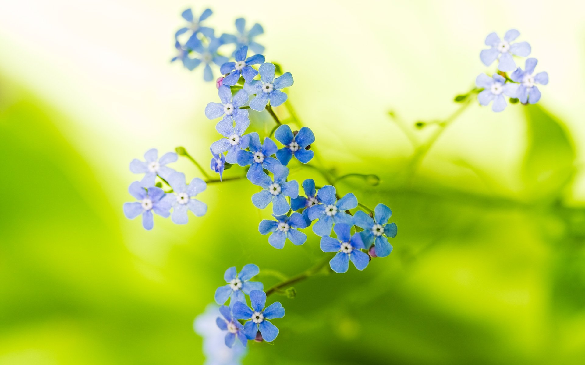 natur blumen makro pflanze