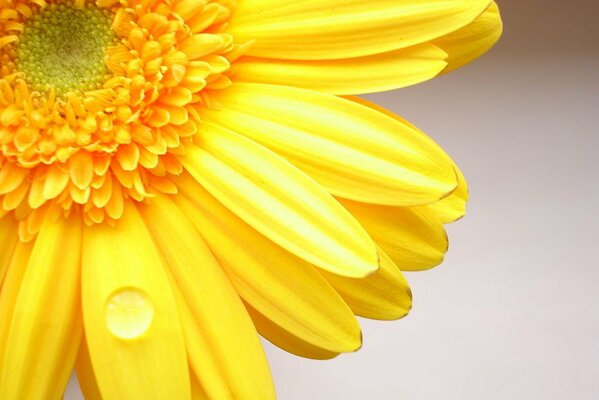 Saftige gelbe Gerberblume auf Nahaufnahme