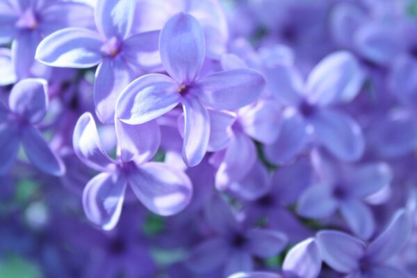 Erster Frühling Lila Hallo
