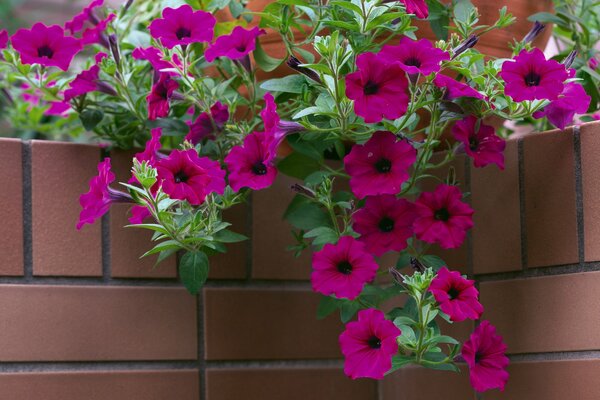 Jede Petunie in einem Topf oder Korb wird den Garten schmücken