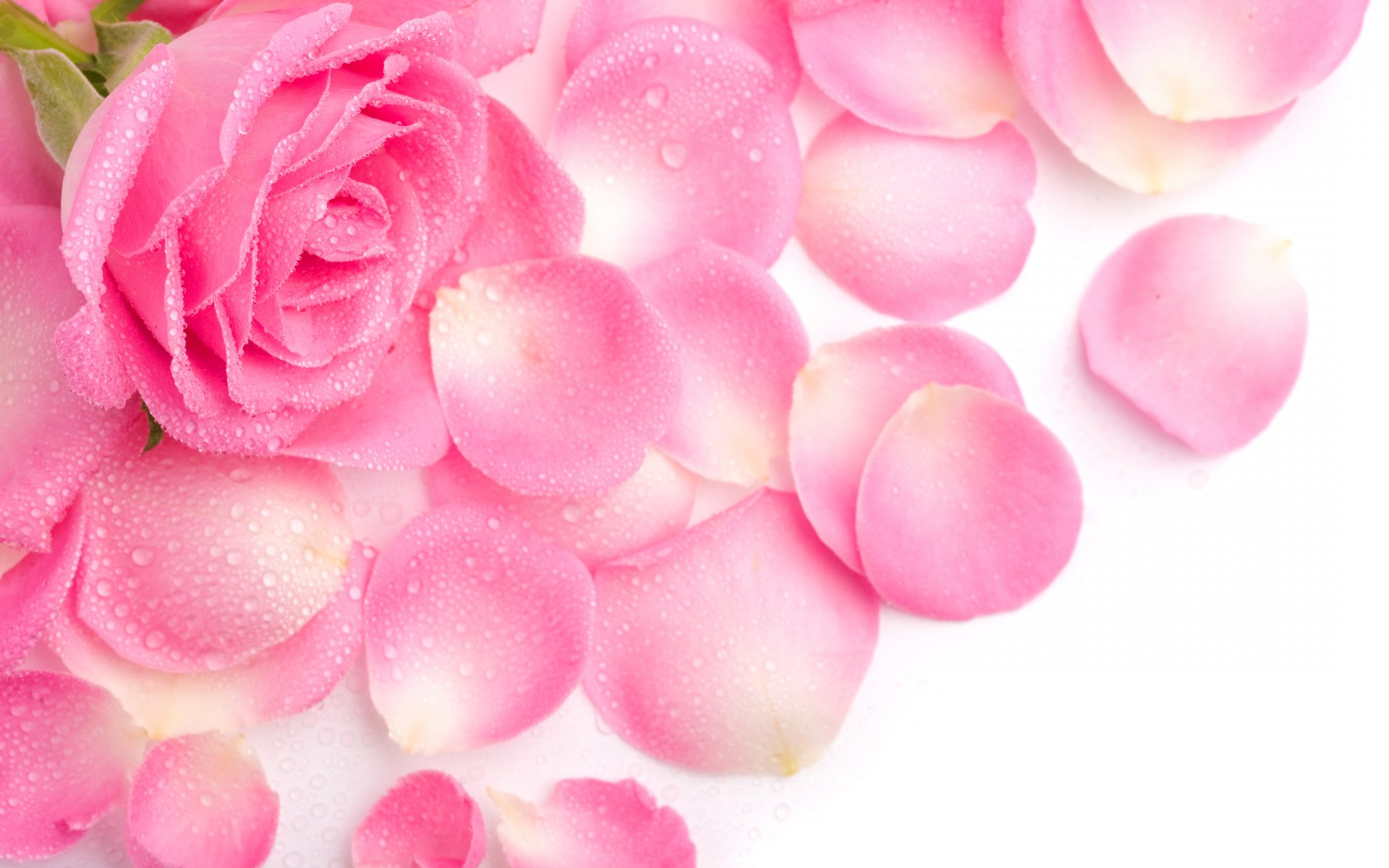 rose blütenblätter rosa tau