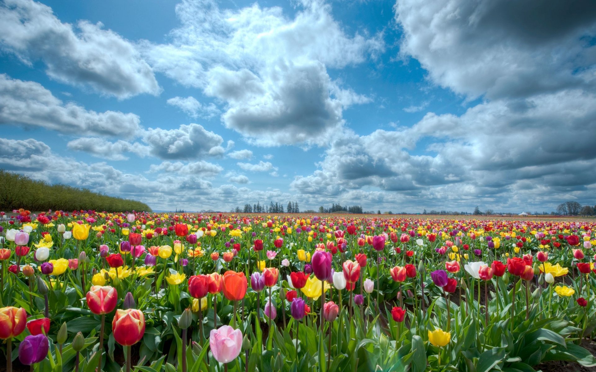 natur feld himmel tulpen