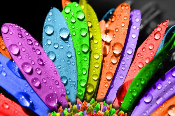 Die Blume ist siebenblättrig in Tautropfen