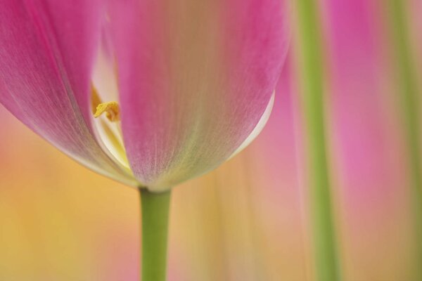 Makrofoto einer Tulpenblume