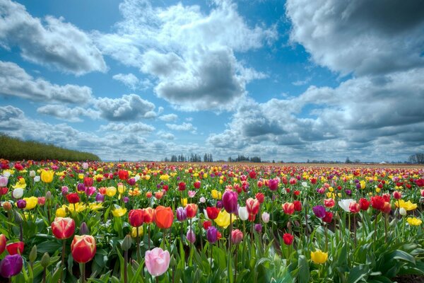 Schönes Tulpenfeld im Sommer