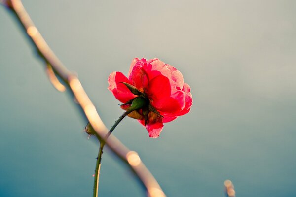Schöne rote einsame Rose