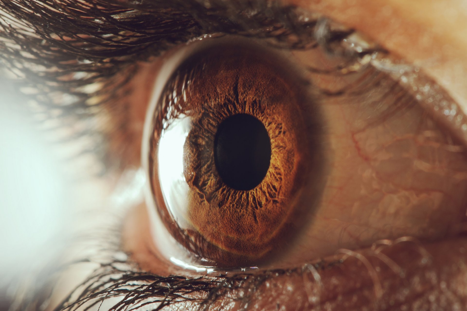 sensorisches organ pupille menschliches auge wimpern makro