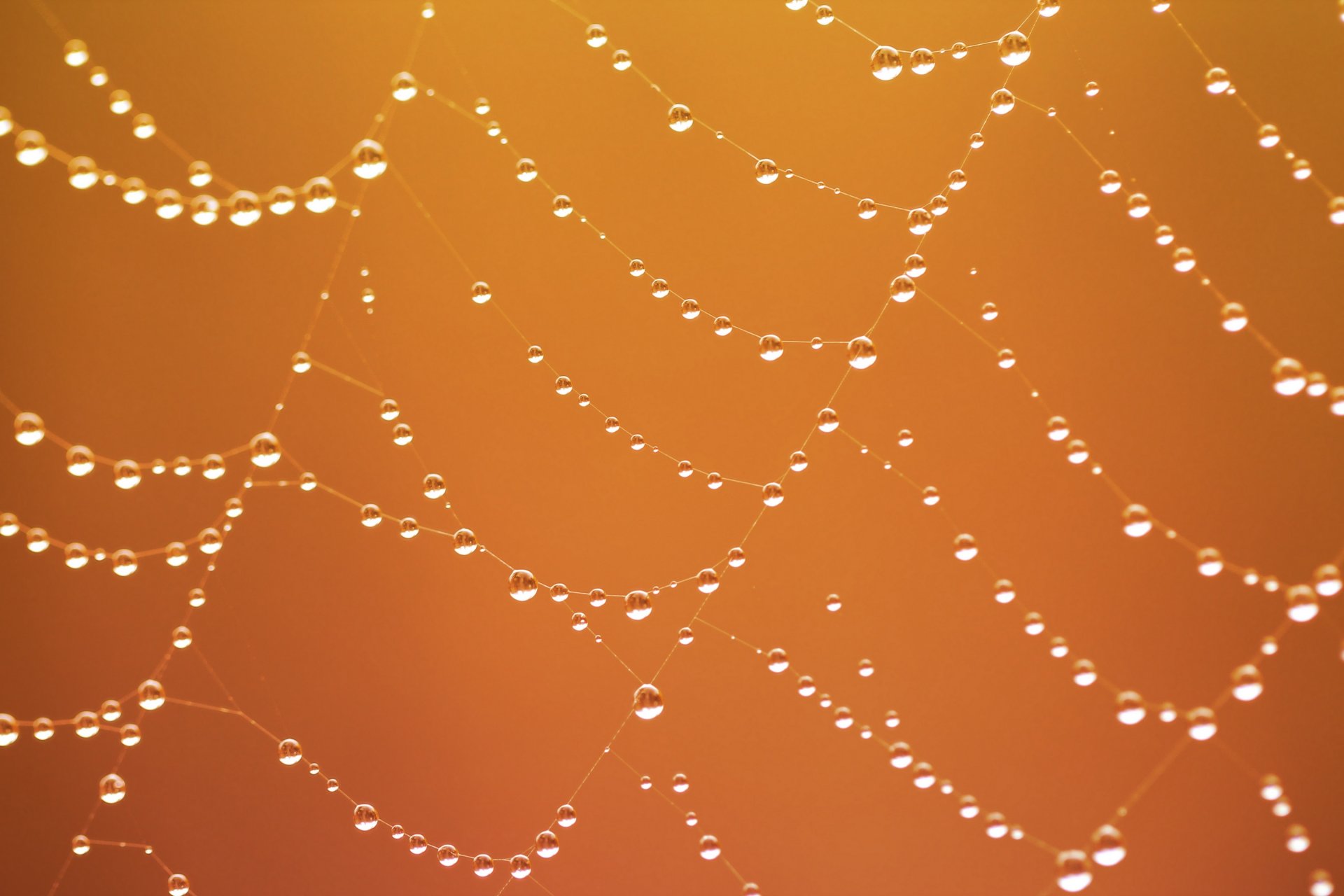 spinnennetz tau tropfen makro hintergrund