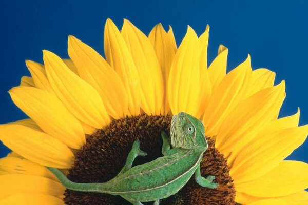 Eine kleine Eidechse auf einer Sonnenblumenblüte