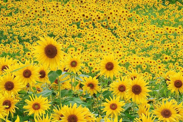 Ein großes Feld von blühenden Sonnenblumen
