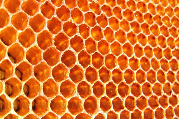 Foto Bienen leere Waben