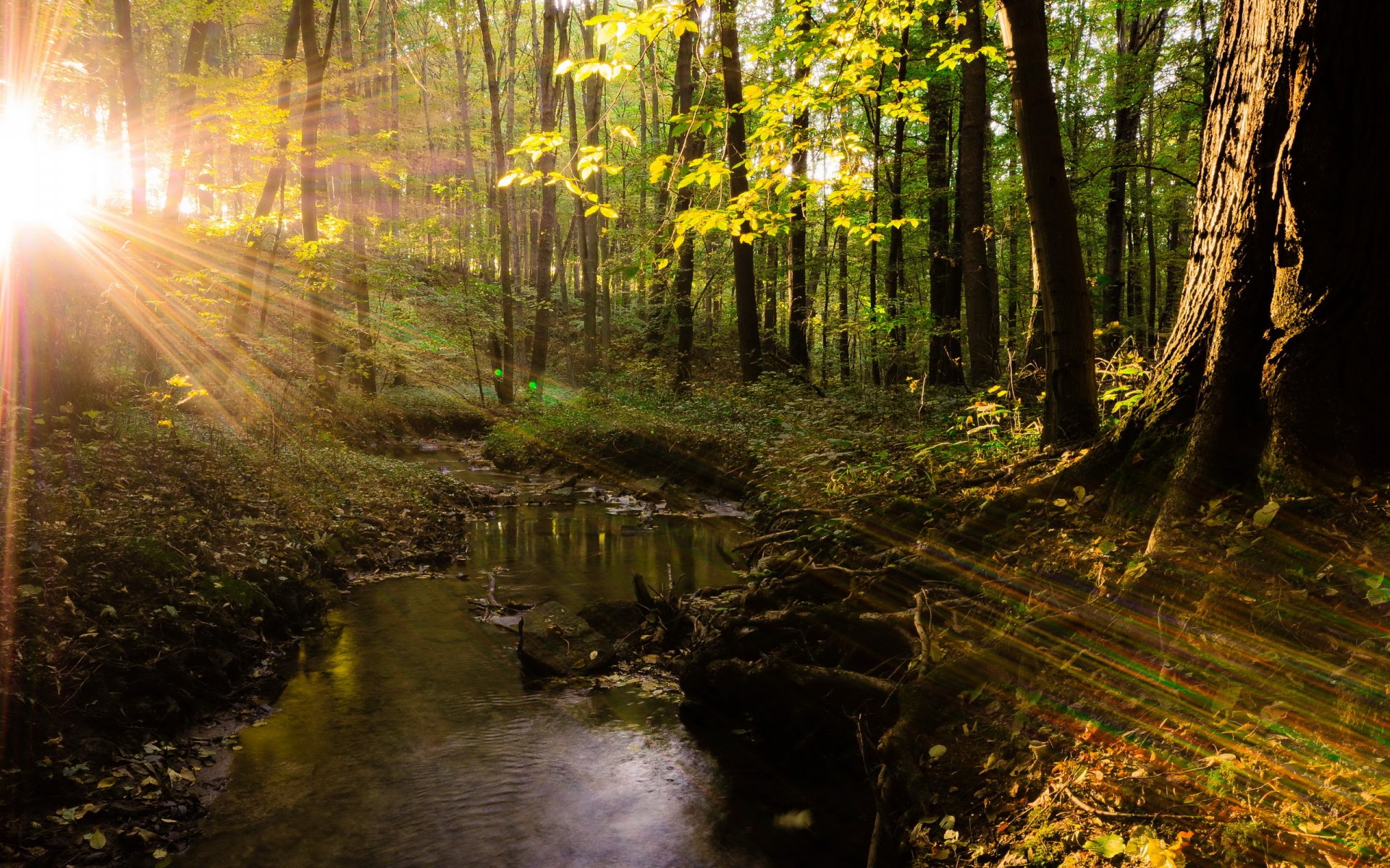 wald bäume licht natur