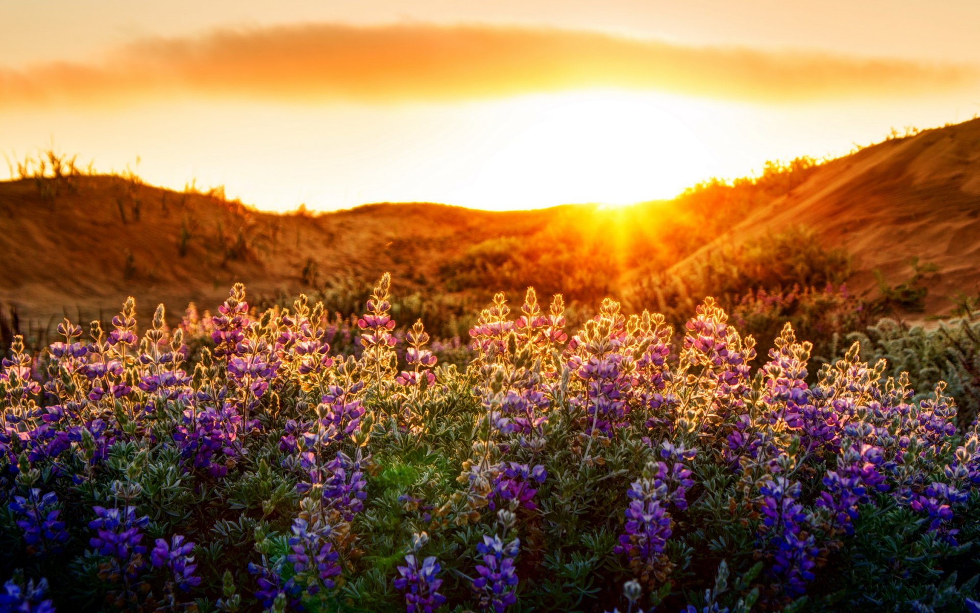 blumen licht natur landschaft