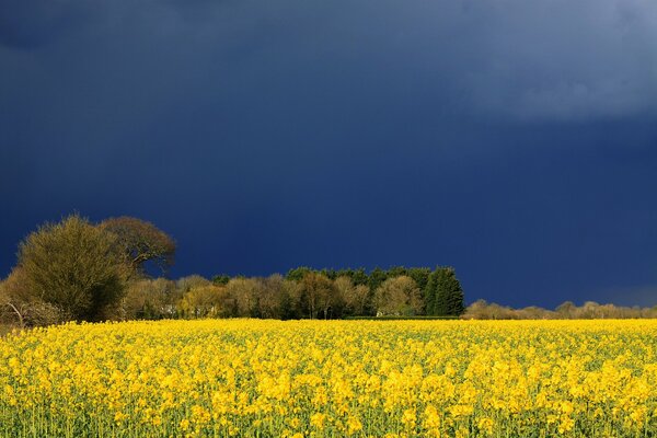 Bilder des Feldes vor dem Gewitter