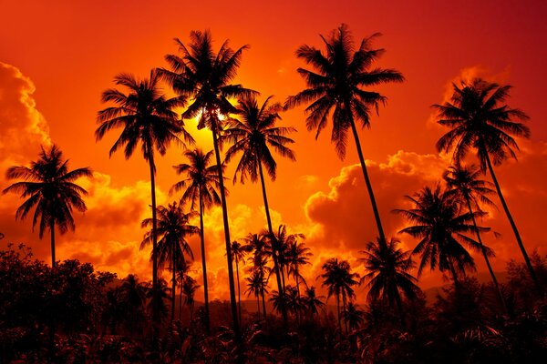 Kokospalmen auf Sonnenuntergang Hintergrund