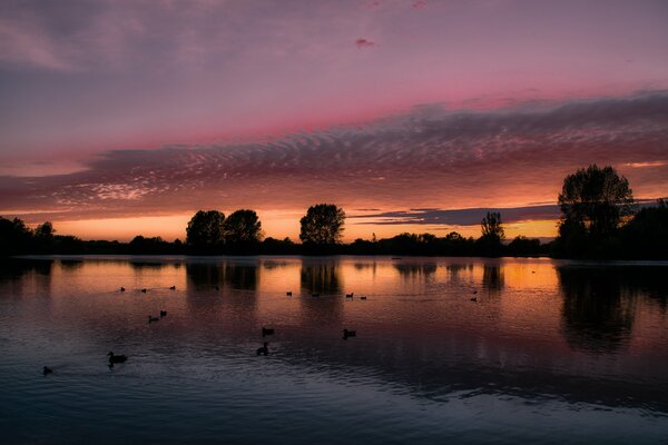 Enten am Abendsee