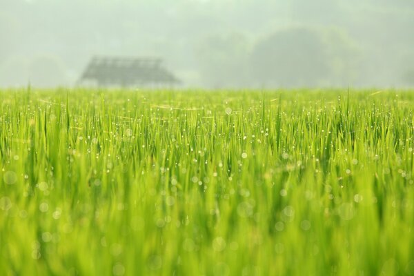 Grünes Feld nach Regen in Tautropfen