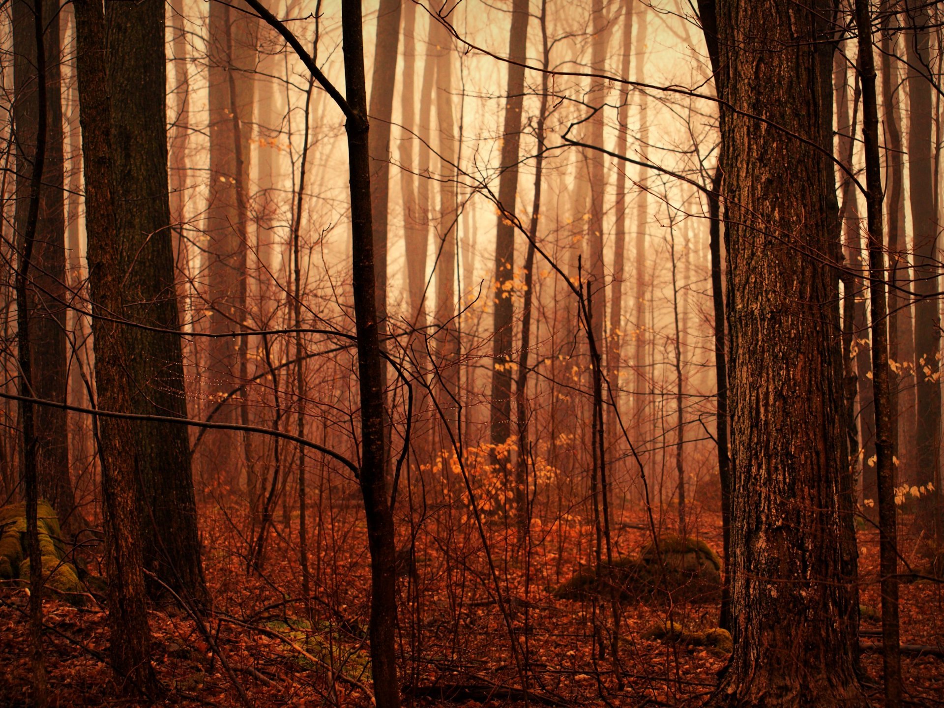 herbstwald nach regen feuchtigkeit tropfen dunst natur