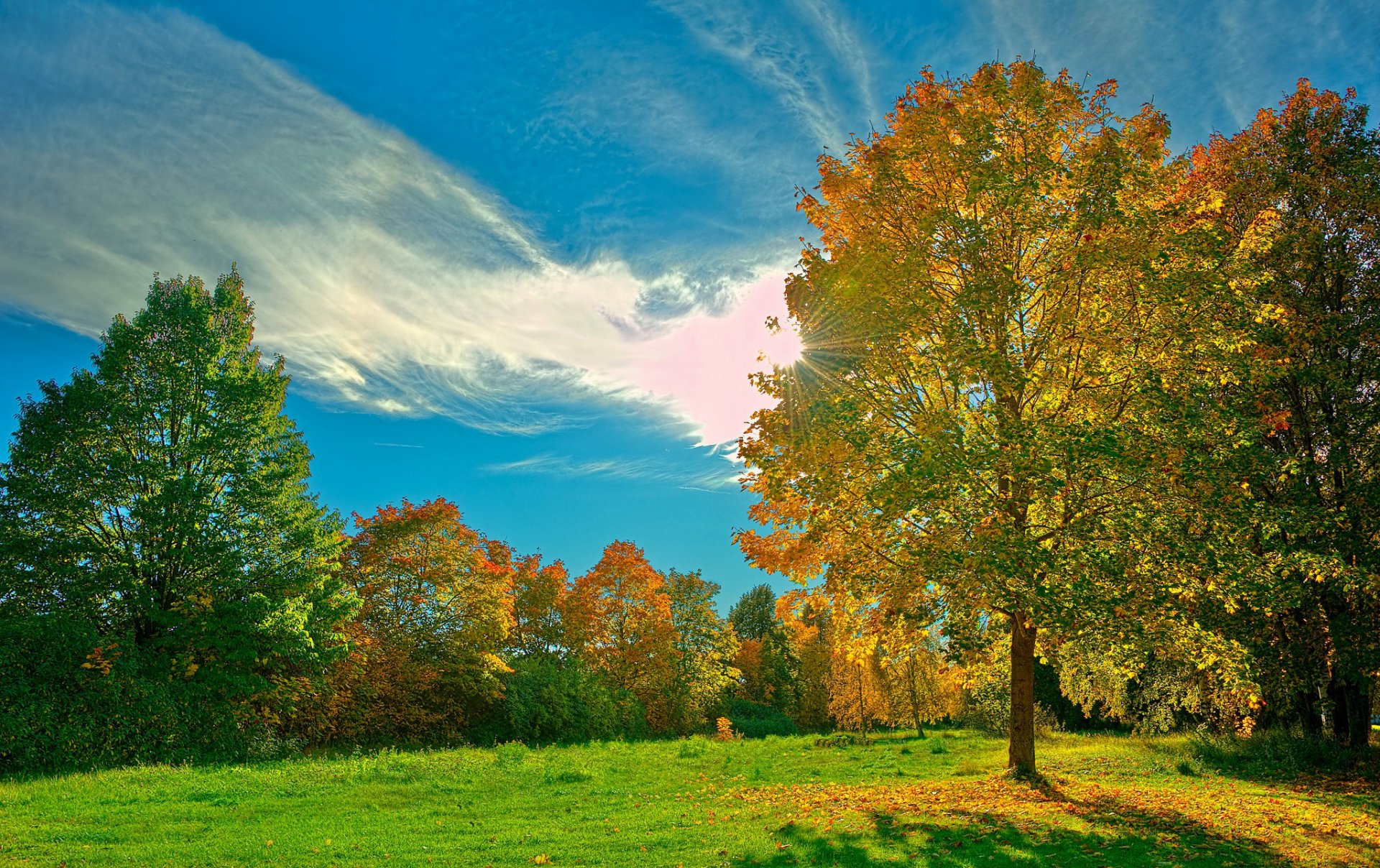 gras rasen wald bäume blätter himmel wolken strahlen sonne licht tag