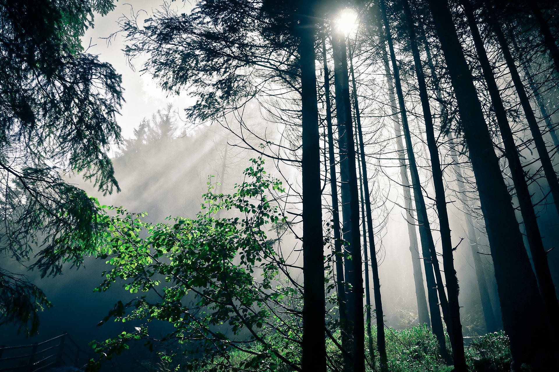natur wald licht bäume sonne
