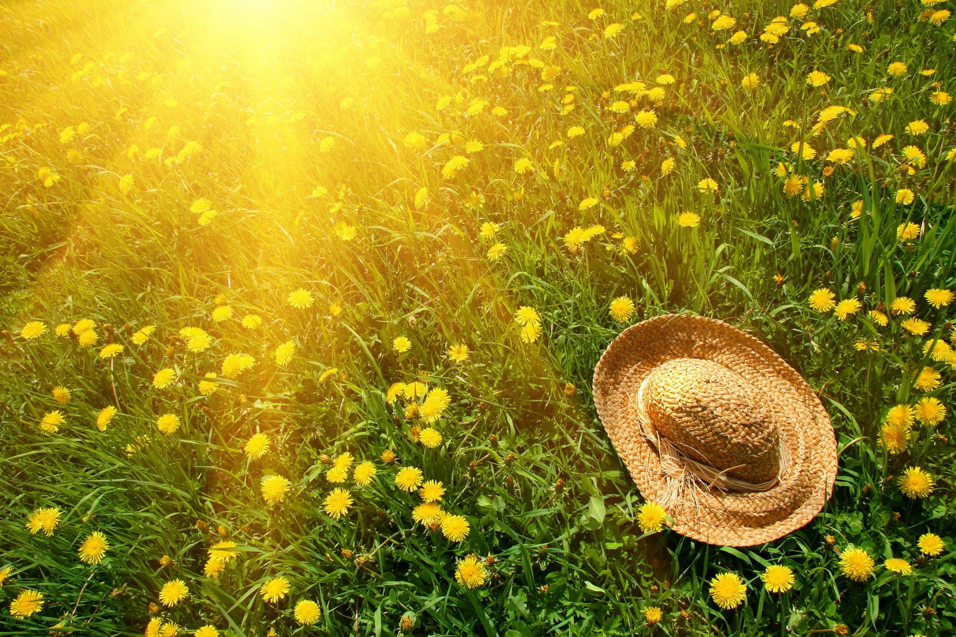 natur sonne gras grün blumen löwenzahn gelb grün hut