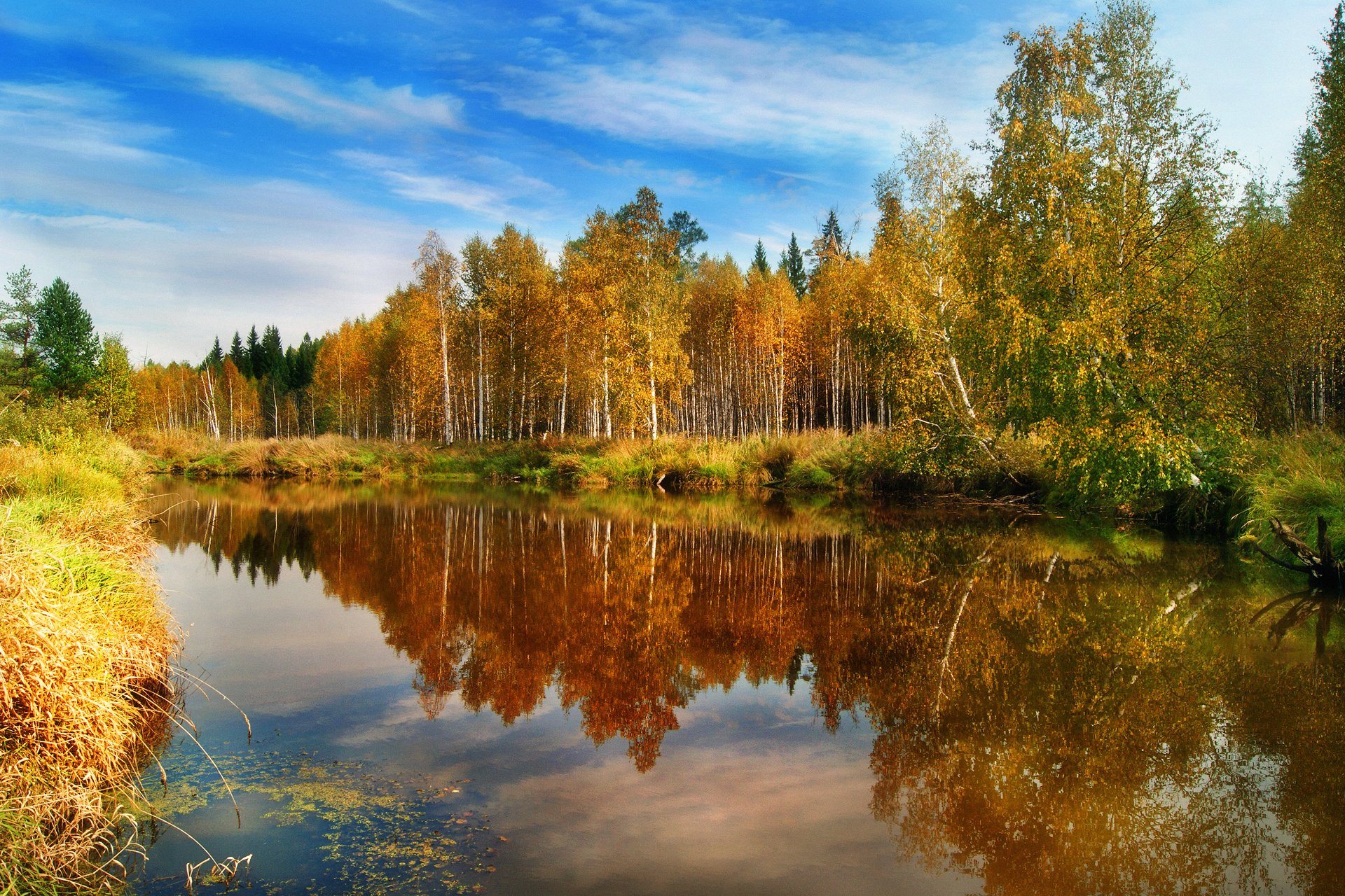 natur wald herbst wasser reflexionen