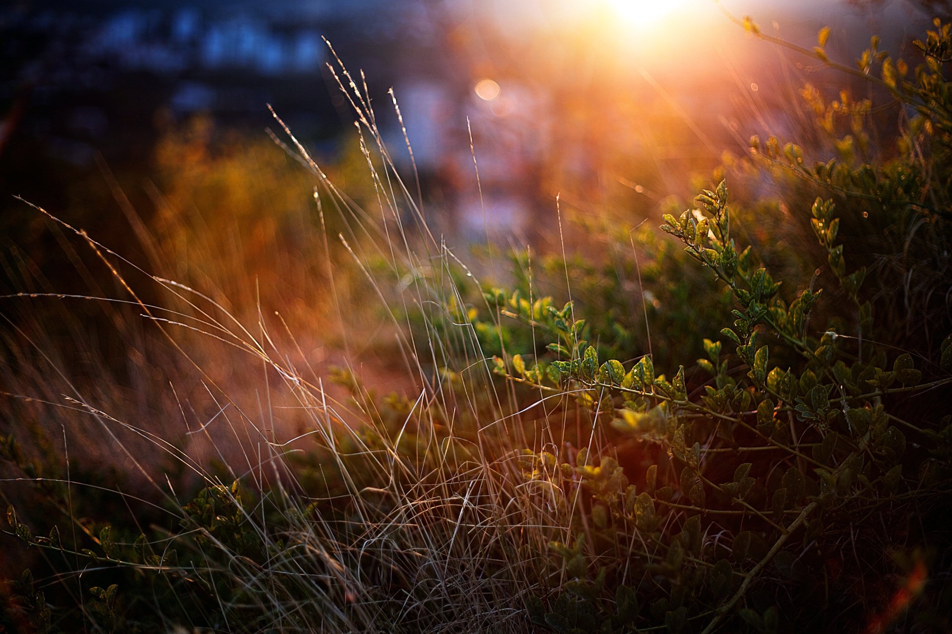 gras büsche grüns makro sonnenuntergang