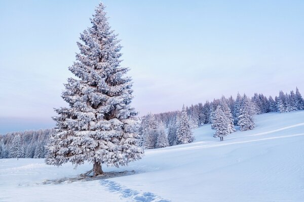 Aufgepumpte Winterfichte im Feld