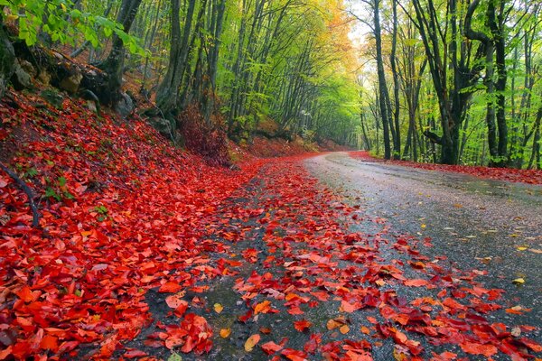 Im Herbst mit Blättern übersät