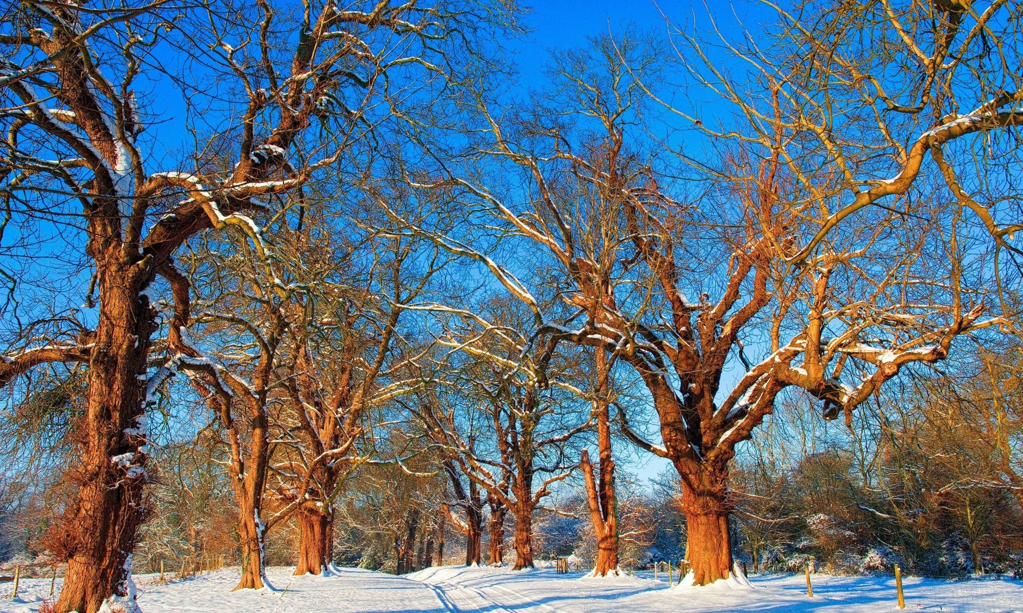 natur bäume äste. schnee winter
