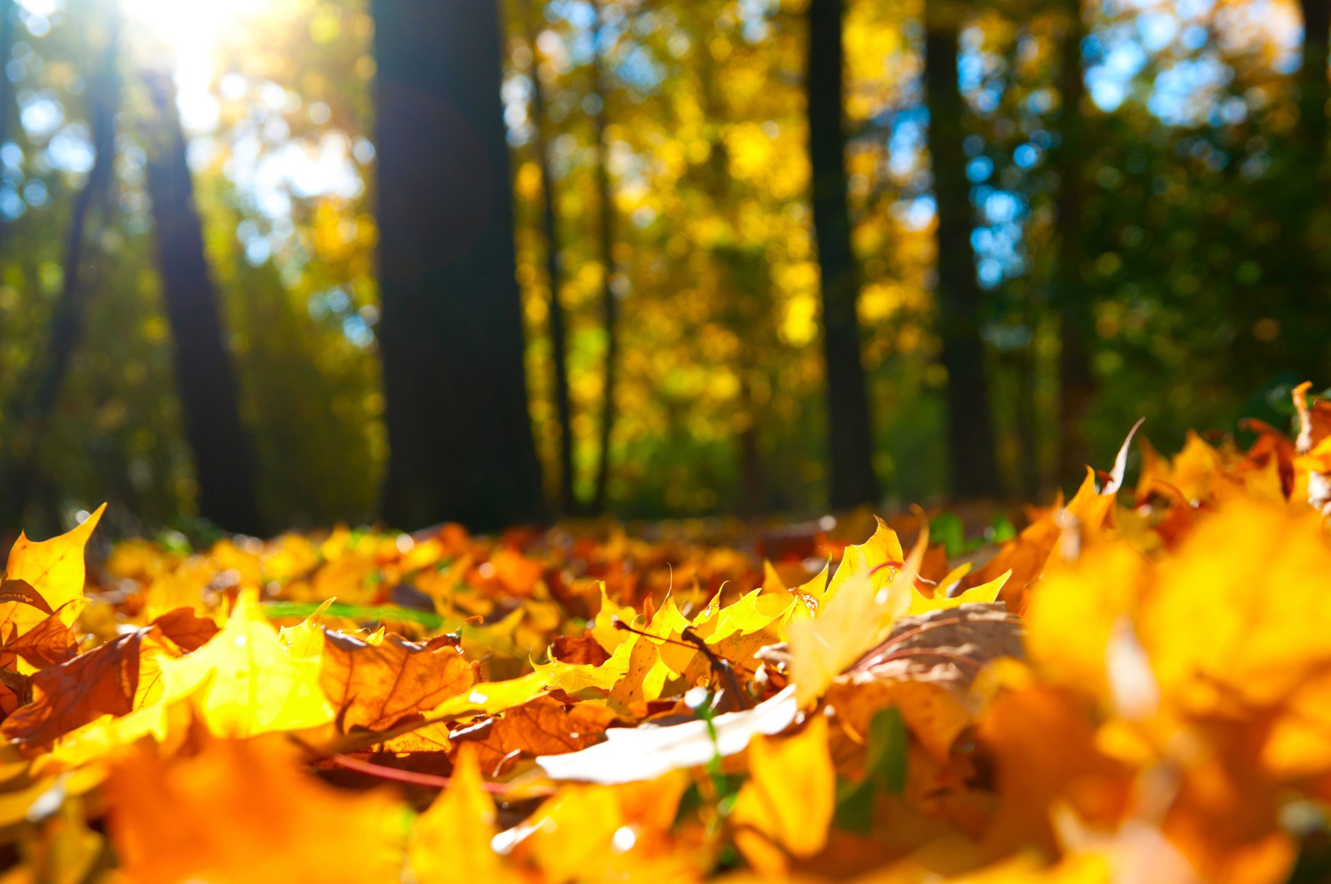 blätter herbst wald bäume