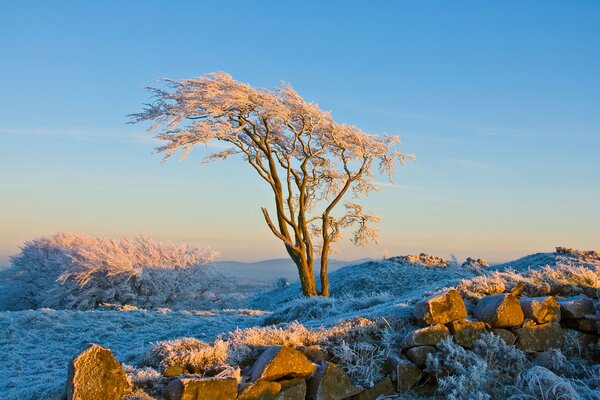 Desktop-Hintergrund Winter Natur
