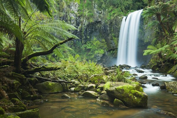 Wasserfall im Wald im Sommer