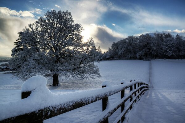 Ein Schneepfad. Ein Baum im Frost